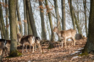 Alageyik (Dama dama), sonbahar ormandaki, Çek Cumhuriyeti. Güzel sonbahar renkli woods. Geyik doğa ortamlarında. Orman çayır hayvan. Avrupa'nın yaban hayatı sahne.