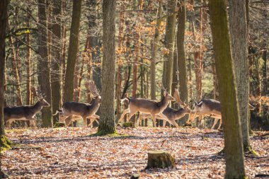 Alageyik (Dama dama), sonbahar ormandaki, Çek Cumhuriyeti. Güzel sonbahar renkli woods. Geyik doğa ortamlarında. Orman çayır hayvan. Avrupa'nın yaban hayatı sahne.