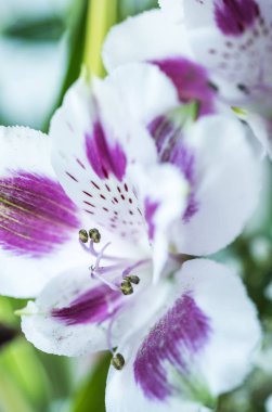 Alstroemerias kadeh Marco