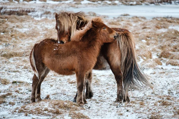 Typical Icelandic Hairy Horse Grazing Snow Blizzard Iceland Breed Horse — Stock Photo, Image