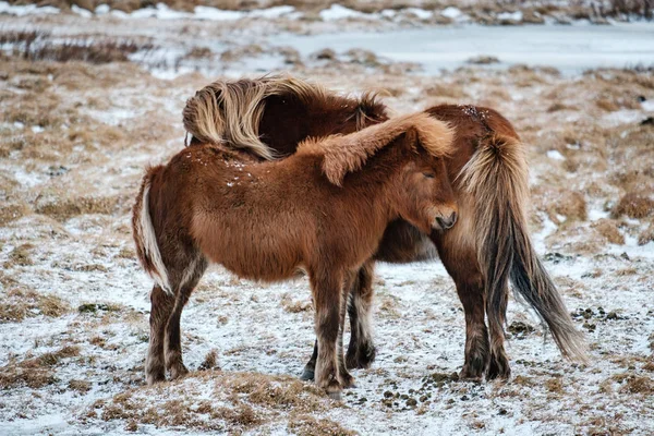 Tipico Cavallo Peloso Islandese Pascolo Nella Bufera Neve Islanda Alleva — Foto Stock