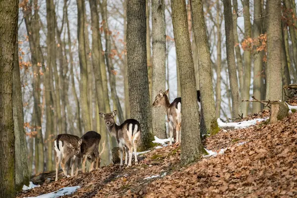 Fallow Deer Dama Dama Floresta Outono República Tcheca Bonito Outono — Fotografia de Stock