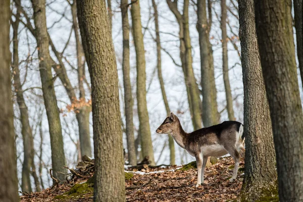 Ciervo Fallow Dama Dama Bosque Otoño República Checa Hermosos Bosques —  Fotos de Stock