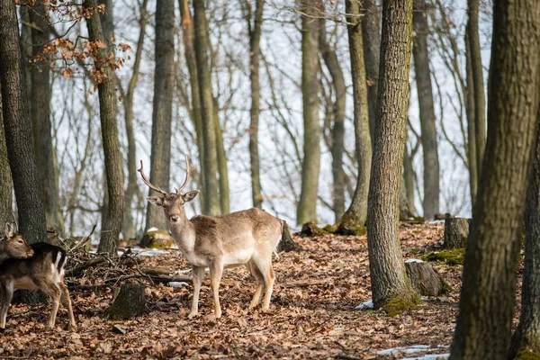 Ciervo Fallow Dama Dama Bosque Otoño República Checa Hermosos Bosques —  Fotos de Stock