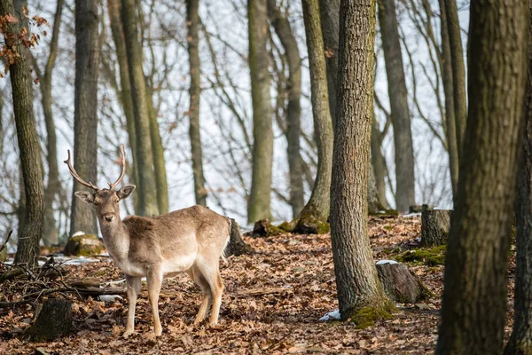 Daněk Evropský Dama Dama Podzimním Lese Česká Republika Krásný Podzimní — Stock fotografie