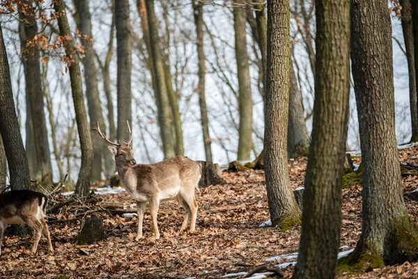 Fallow Deer Dama Dama Floresta Outono República Tcheca Bonito Outono — Fotografia de Stock