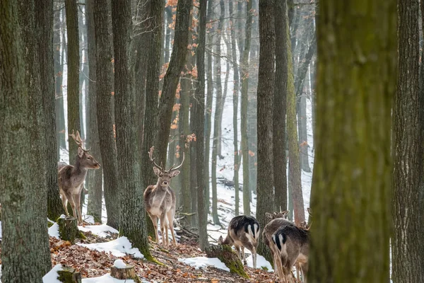 Daniele Dama Dama Lesie Jesienią Republika Czeska Piękny Kolorowy Lesie — Zdjęcie stockowe