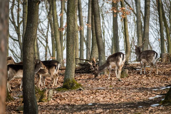 Damwild Dama Dama Herbstwald Tschechische Republik Schöne Herbst Farbenfrohe Wälder — Stockfoto