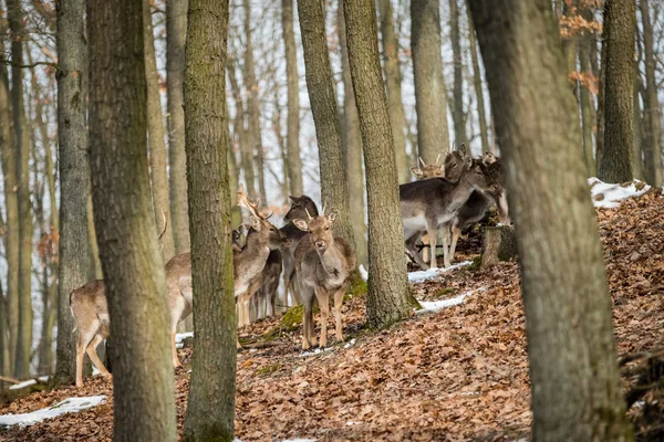 Jachère Cerf Dama Dama Dans Forêt Automne République Tchèque Beaux — Photo