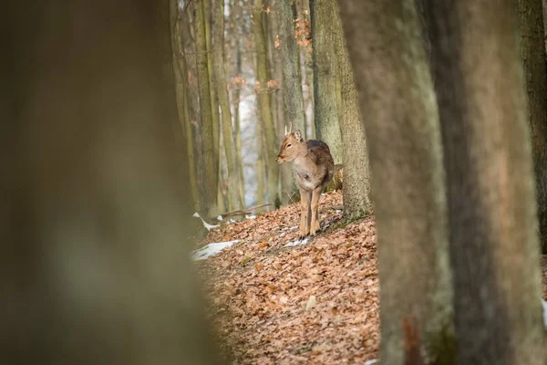 Ciervo Fallow Dama Dama Bosque Otoño República Checa Hermosos Bosques —  Fotos de Stock