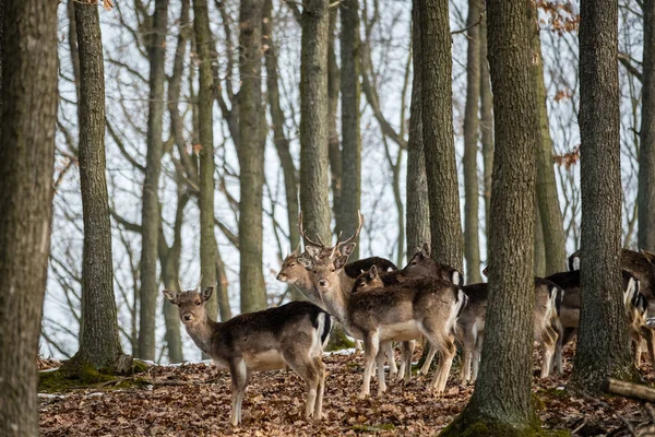 ダマジカ Dama Dama 秋の森 チェコ共和国 美しい秋のカラフルな森 自然の生息地で鹿 森林草原の動物 ヨーロッパで野生動物のシーン — ストック写真