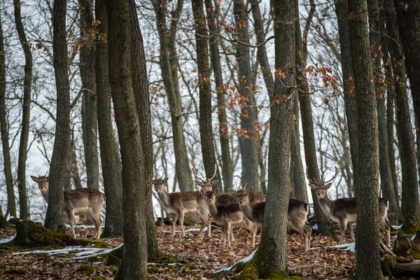 Damwild Dama Dama Herbstwald Tschechische Republik Schöne Herbst Farbenfrohe Wälder — Stockfoto