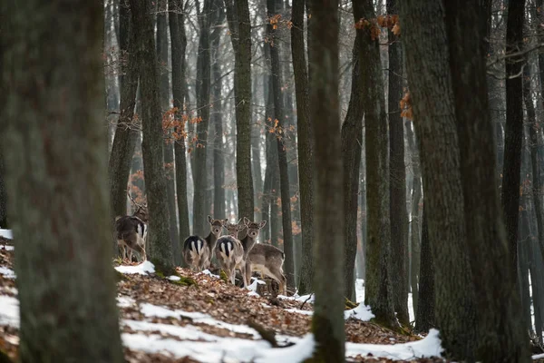 Jachère Cerf Dama Dama Dans Forêt Automne République Tchèque Beaux — Photo
