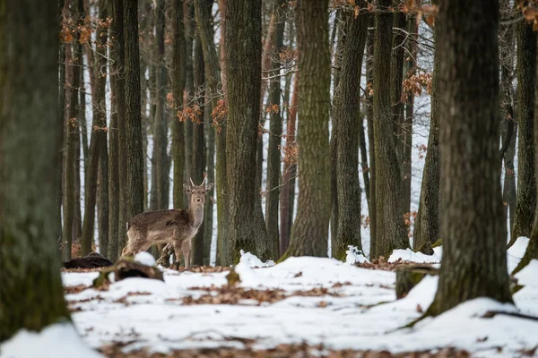 Fallow Deer Dama Dama Floresta Outono República Tcheca Bonito Outono — Fotografia de Stock