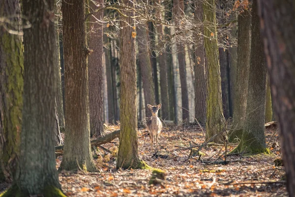 Jachère Cerf Dama Dama Dans Forêt Automne République Tchèque Beaux — Photo