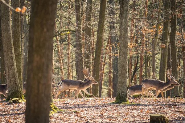 Fallow Deer Dama Dama Floresta Outono República Tcheca Bonito Outono — Fotografia de Stock