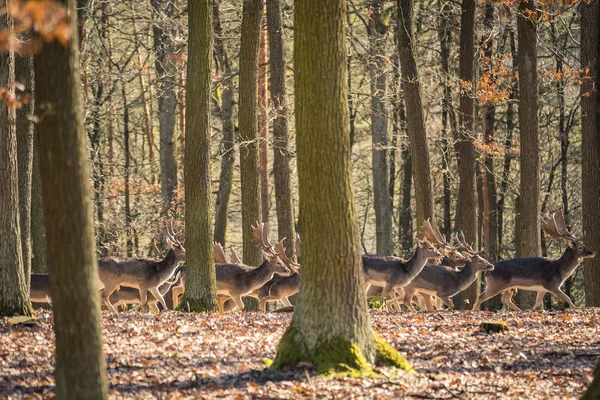 Ciervo Fallow Dama Dama Bosque Otoño República Checa Hermosos Bosques —  Fotos de Stock