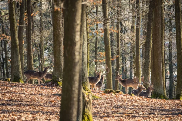 Fallow Deer Dama Dama Pădurea Toamnă Republica Cehă Frumoase Păduri — Fotografie, imagine de stoc