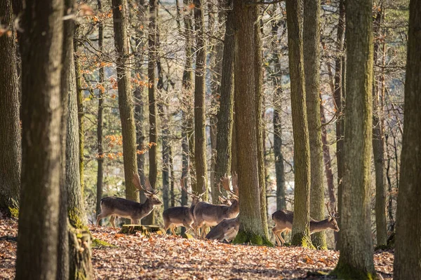 ダマジカ Dama Dama 秋の森 チェコ共和国 美しい秋のカラフルな森 自然の生息地で鹿 森林草原の動物 ヨーロッパで野生動物のシーン — ストック写真