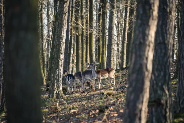 Fallow Deer Dama Dama Floresta Outono República Tcheca Bonito Outono — Fotografia de Stock