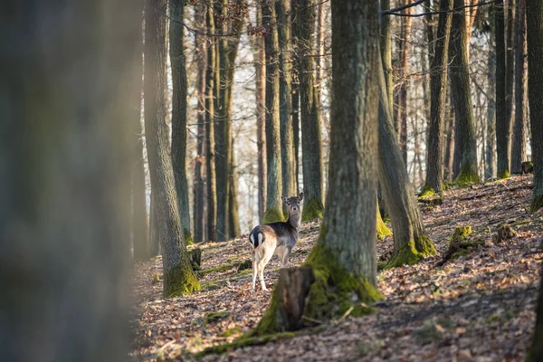 Ciervo Fallow Dama Dama Bosque Otoño República Checa Hermosos Bosques —  Fotos de Stock
