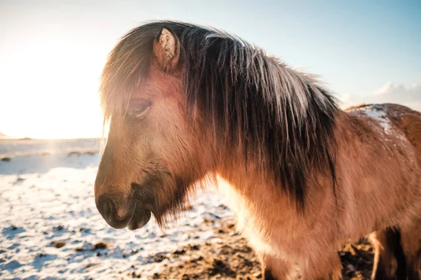 Tipico Cavallo Peloso Islandese Pascolo Nella Bufera Neve Islanda Alleva — Foto Stock