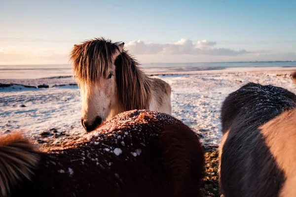 Typical Icelandic Hairy Horse Grazing Snow Blizzard Iceland Breed Horse — Stock Photo, Image