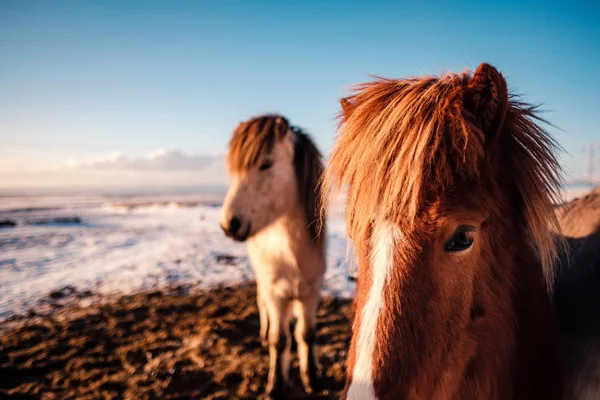 Típico Cavalo Peludo Islandês Pastando Neve Nevasca Islândia Raça Cavalo — Fotografia de Stock