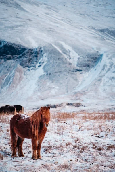 Cheval Poilu Islandais Typique Broutant Dans Blizzard Des Neiges Islande — Photo