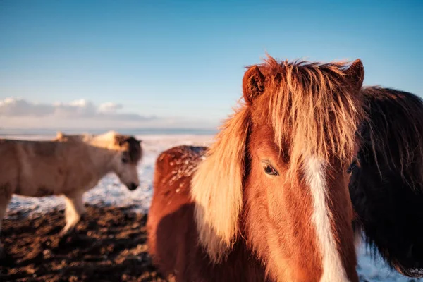 Typische Ijslandse Harige Paard Grazen Sneeuw Blizzard Ijsland Ras Paard — Stockfoto