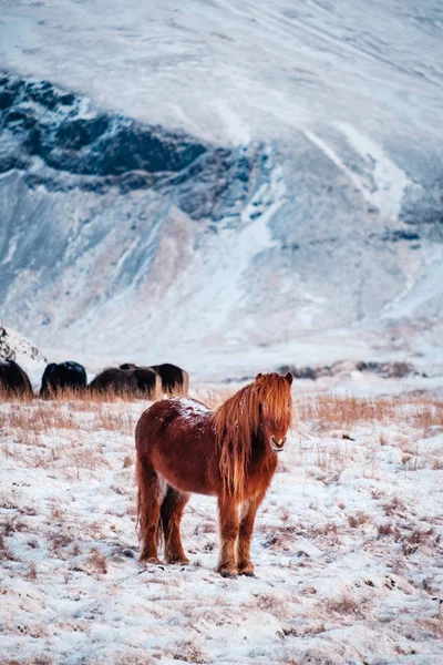 典型的なアイスランド毛馬の吹雪で放牧します ハード条件凍結 アイスランドで冬は雪で冬のアイスランド繁殖馬 — ストック写真