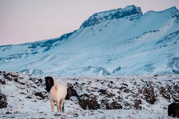 Cheval Poilu Islandais Typique Broutant Dans Blizzard Des Neiges Islande — Photo