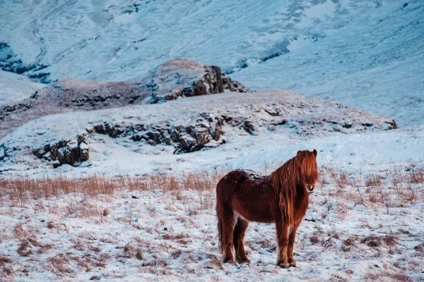 Típico Cavalo Peludo Islandês Pastando Neve Nevasca Islândia Raça Cavalo — Fotografia de Stock