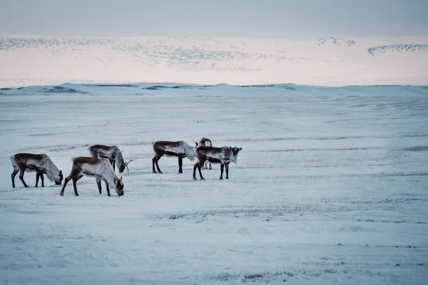 冰岛驯鹿放牧在东南冰岛冰川泻湖附近的自然冬季环境中 — 图库照片