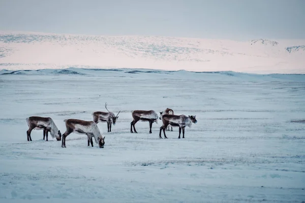 Reno Islandés Pastando Cerca Laguna Los Glaciares Sureste Islandia Ambiente — Foto de Stock