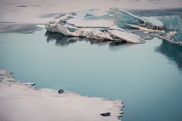 冰岛冰川泻湖 Jokulsarlon 中的灰色海豹放松和躺在冰盖上 — 图库照片