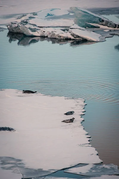 冰岛冰川泻湖 Jokulsarlon 中的灰色海豹放松和躺在冰盖上 — 图库照片