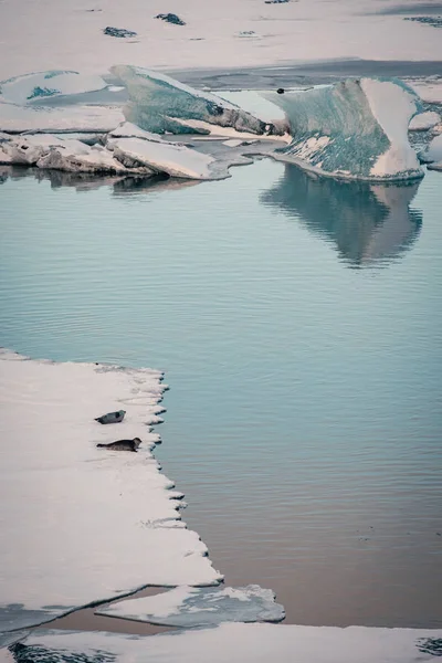 Las Focas Grises Relajan Yacen Sobre Una Capa Hielo Laguna —  Fotos de Stock