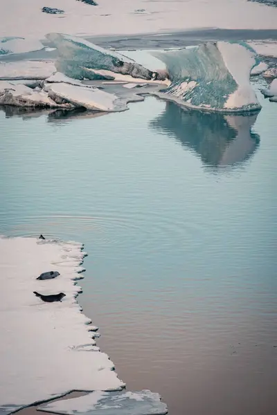 Gri Rahatlatıcı Buz Tabakasının Buzul Göle Jokulsarlon Zlanda Yatan Mühürler — Stok fotoğraf