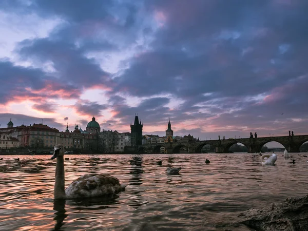 Vista Panorâmica Matinal Famosa Ponte Charles Vltava Praga República Checa — Fotografia de Stock