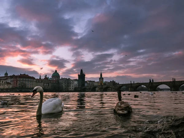 Ранним Утром Живописный Вид Знаменитый Карлов Мост Влтава Прага Чехия — стоковое фото