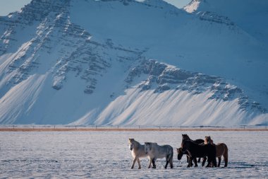 Kar fırtınasında otlatma tipik İzlanda kıllı at. İzlanda cins at zor koşullarda karlı kış İzlanda, dondurucu kışın.
