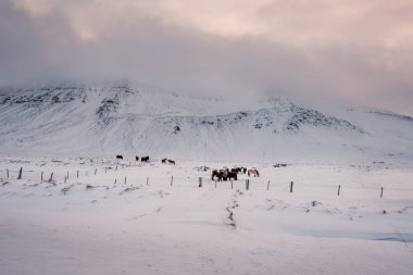 Kar fırtınasında otlatma tipik İzlanda kıllı at. İzlanda cins at zor koşullarda karlı kış İzlanda, dondurucu kışın.
