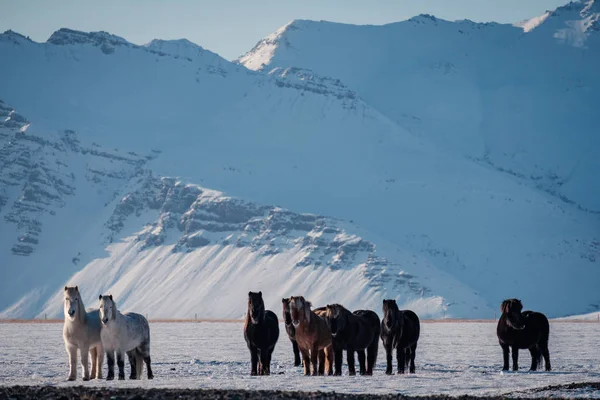 Cheval Poilu Islandais Typique Broutant Dans Blizzard Des Neiges Islande — Photo