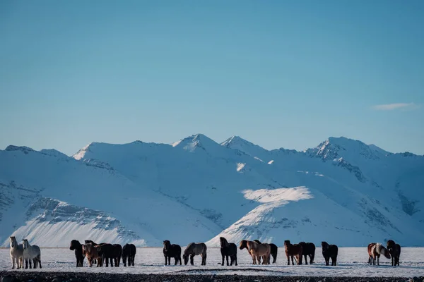 典型的冰岛毛马在暴风雪中放牧 冰岛在冬季饲养马在艰苦条件下下雪冬天在冰岛 — 图库照片