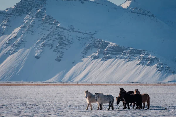 Cheval Poilu Islandais Typique Broutant Dans Blizzard Des Neiges Islande — Photo