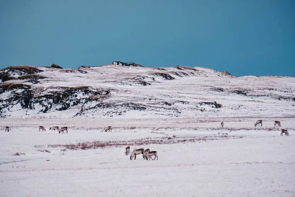 Des Rennes Islandais Pâturent Près Lagune Des Glaciers Dans Sud — Photo