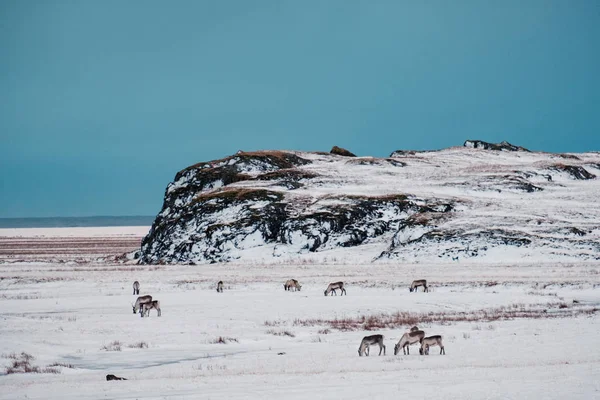 Renos Islandeses Pastando Cerca Laguna Los Glaciares Sureste Islandia Ambiente —  Fotos de Stock