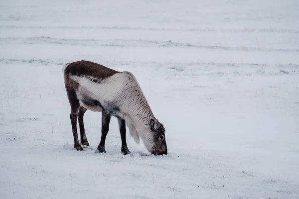 冰岛驯鹿放牧在东南冰岛冰川泻湖附近的自然冬季环境中 — 图库照片