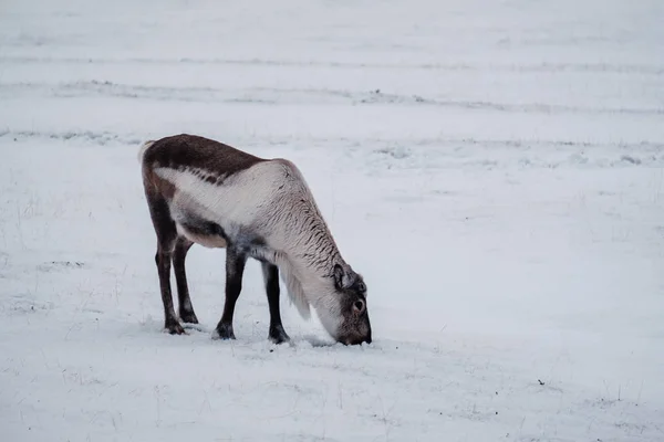 Icelandic Reindeer Grazing Glacier Lagoon South East Iceland Its Natural — Stock Photo, Image